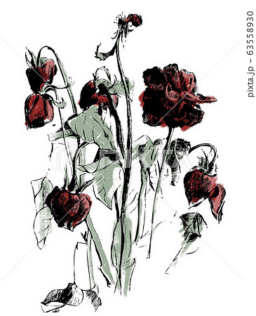 A drawing of dried rosesのイラスト素材 [63558930] - PIXTA