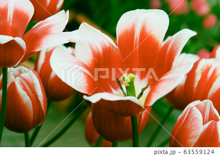 春イメージ(チューリップ) 春イメージ(チューリップ) 63559124
