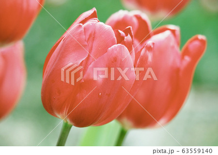 春イメージ（チューリップ） 63559140