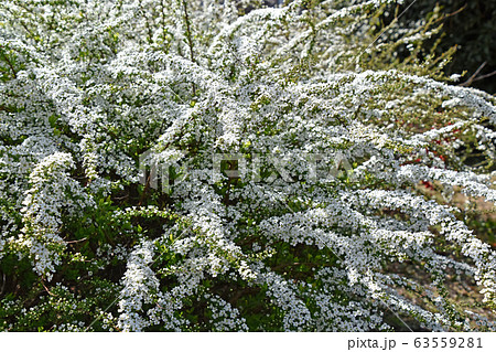 ユキヤナギ(雪柳) ユキヤナギ(雪柳) 63559281