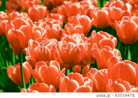 春イメージ(チューリップ) 春イメージ(チューリップ) 63559478