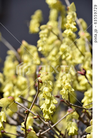 トサミズキ 土佐水木 の写真素材