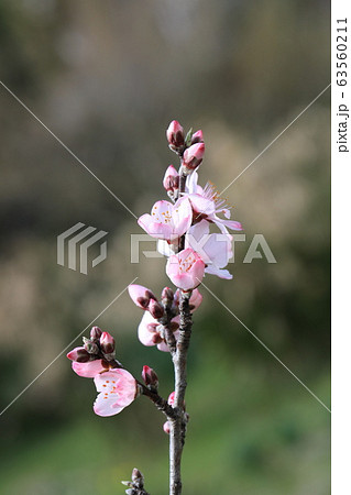 アーモンドの花 63560211