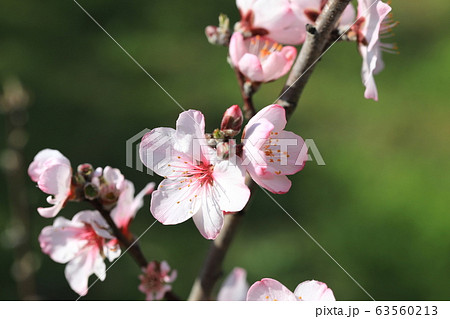 アーモンドの花 63560213