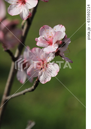 アーモンドの花 63560214