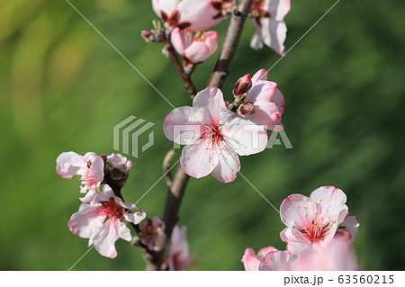 アーモンドの花 63560215