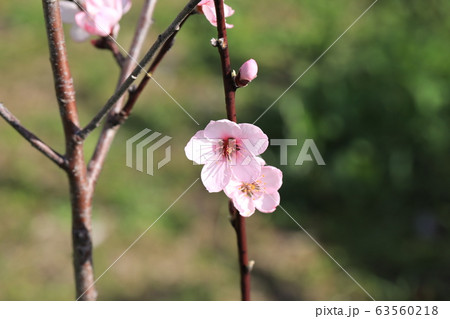アーモンドの花 アーモンドの花 63560218