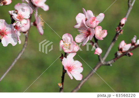 アーモンドの花 63560220