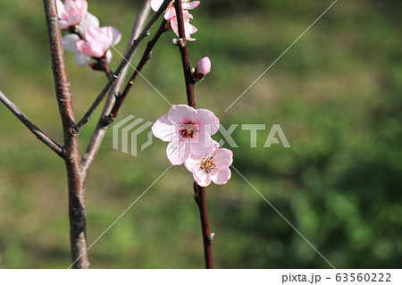 アーモンドの花 63560222