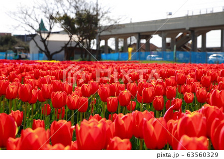 チューリップ 63560329