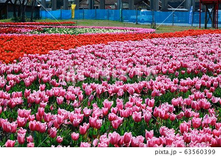 チューリップ 63560399