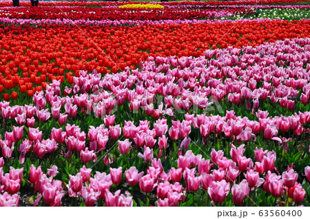 チューリップ 63560400