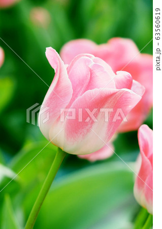 春イメージ（チューリップ） 63560619