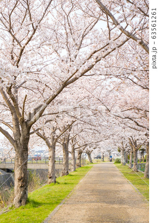 桜並木　田舎　農村　春爛漫　木津川市 63561261