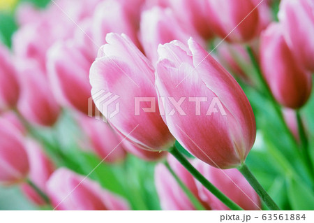 春イメージ(チューリップ) 春イメージ(チューリップ) 63561884