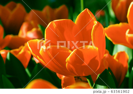 春イメージ(チューリップ) 春イメージ(チューリップ) 63561902