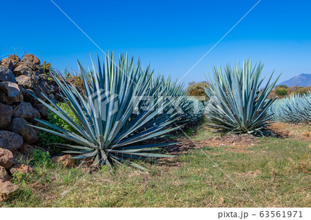 Blue Agave field in Tequila, Jalisco, Mexico Blue Agave field in Tequila, Jalisco, Mexico 63561971