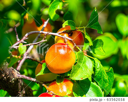 紅さし梅 63562038