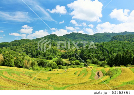 千葉県　秋の青空と大山千枚田 63562365