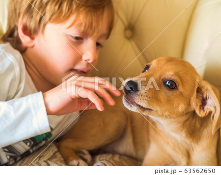 Little blonde boy playing with his puppy on couch Little blonde boy playing with his puppy on couch 63562650