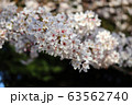 桜満開 63562740