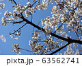 桜と青空 63562741
