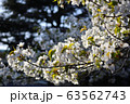 桜と青空 63562743