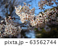 桜と青空 63562744