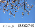 桜と青空 63562745