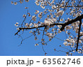 桜と青空 63562746