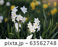 すいせん 63562748
