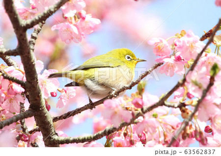 桜とメジロ 63562837
