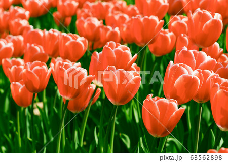 春イメージ（チューリップ） 63562898