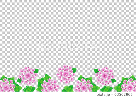 Oregano 63562965