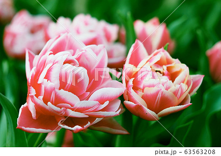 春イメージ（チューリップ） 63563208