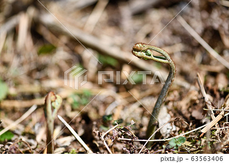 ワラビ ワラビ 63563406