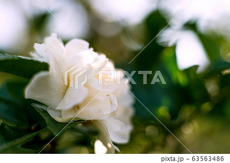 花　植物　ツバキ　サザンカ　冬 63563486