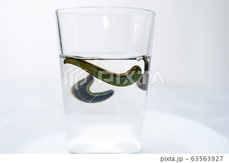 medical leech isolated on white background close up medical leech isolated on white background close up 63563927