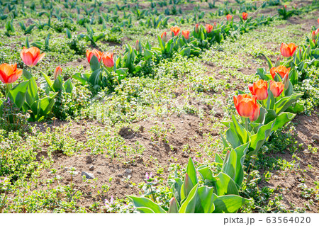 チューリップ、チューリップ畑、お花畑、公園、園芸 63564020