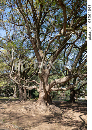 大宮公園 楠木の古木 さいたま市 大宮公園 楠木の古木 さいたま市 63564643