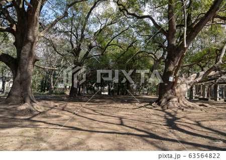 大宮公園 楠木の古木 さいたま市 大宮公園 楠木の古木 さいたま市 63564822