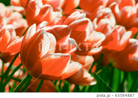 春イメージ(チューリップ) 春イメージ(チューリップ) 63564887