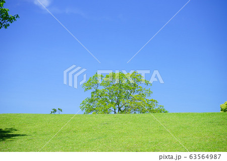 奈良公園・飛火野の緑の丘15 奈良公園・飛火野の緑の丘15 63564987