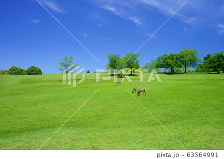 奈良公園・飛火野の緑の丘１９ 63564991