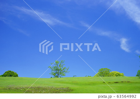 奈良公園・飛火野の緑の丘２０ 63564992