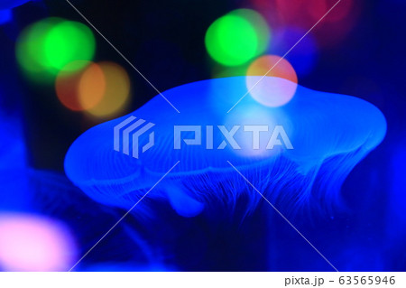 クラゲ クラゲ 63565946