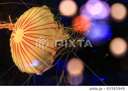 クラゲ クラゲ 63565949