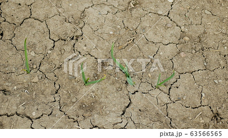 Very drought dry field land leaves garlic Allium cepa drying up the soil cracked, climate change, environmental disaster earth cracks, death plants, soil degradation, desertification, agricultural 63566565