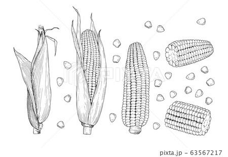 Corn sketch. Sweet botanical plant. Isolated vintage healthy corns, hand drawn cobs and grains. Farming and harvest vector illustration 63567217