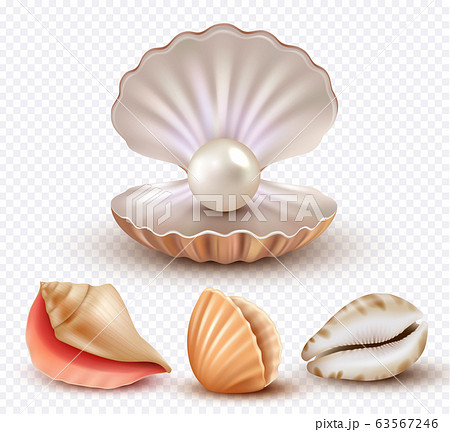 Realistic Seashells Mollusk Shells Ocean Beach のイラスト素材